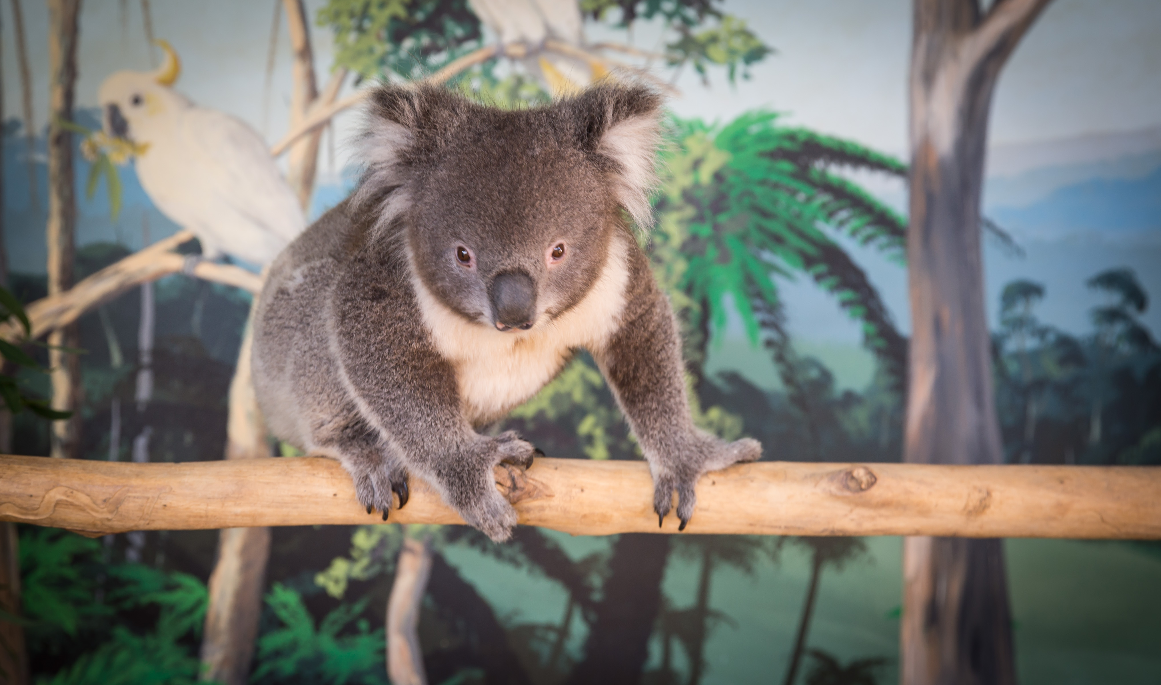 koala tours aupark