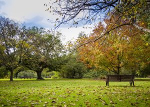 Image of Oak Lawn at Royal Botanic Gardens Victoria Melbourne showing autum scene of trees with falling leaves, grass and park bences