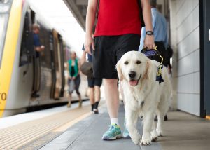 Person on train platform with guide dog