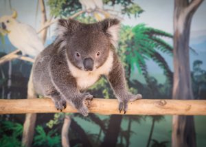 Maru Koala & Animal Park