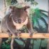 Maru Koala & Animal Park