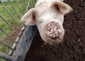 Myuna Farm pig with dirty nose