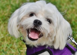 Fluffly little white dog wearing a purple harness