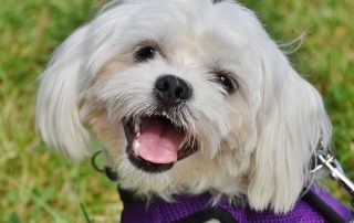 Fluffly little white dog wearing a purple harness