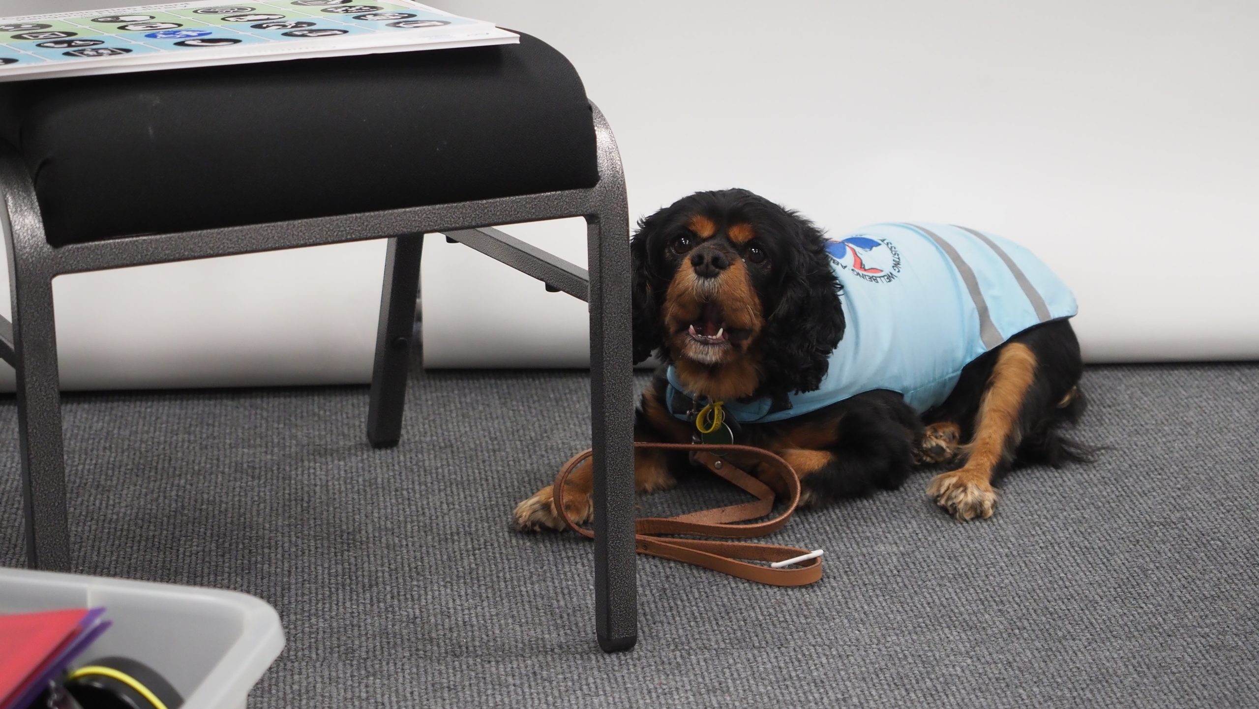 King Charles Spaniel dog sitting on floor wearing blue jacket