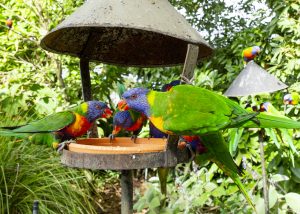 Colourful birds eating from a suspended bird feeder in a tree