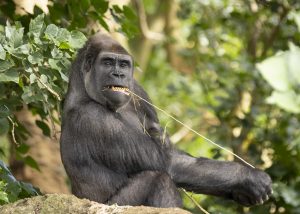 Gorilla chewing on long piece of straw