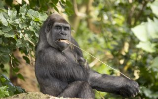 Gorilla chewing on long piece of straw