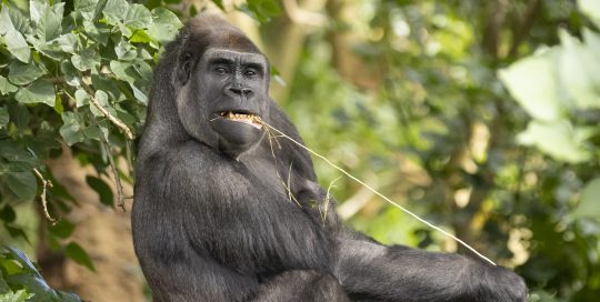 Gorilla chewing on long piece of straw