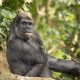 Gorilla chewing on long piece of straw